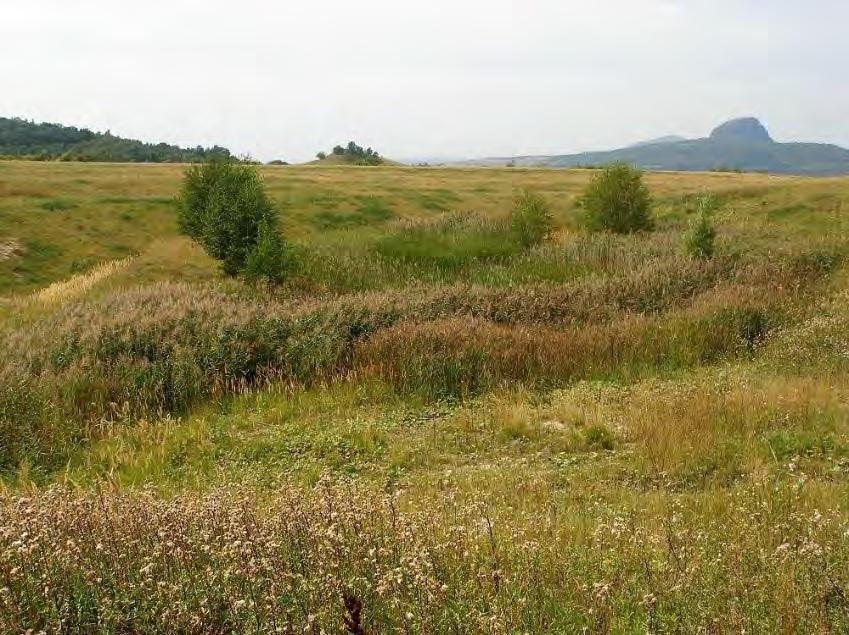 Obr. 10. Lok. 34: mokřad v zaplavené rýze s příkrými břehy, zarůstající rákosinami. Fig. 10. Locality 34: wetland formed of reeds, developed in flooded terrain cutting with severe slopes.