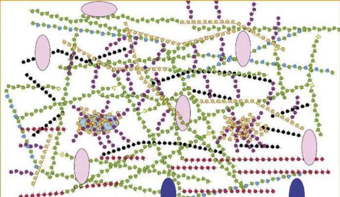 PŘÍMÝ PRŮKAZ - SÉROLOGIE Průkaz antigenu - galaktomannan (Aspergillus) polysacharidová složka BS uvolňovaná do krevního oběhu rostoucími hyfami 35-100 kda u