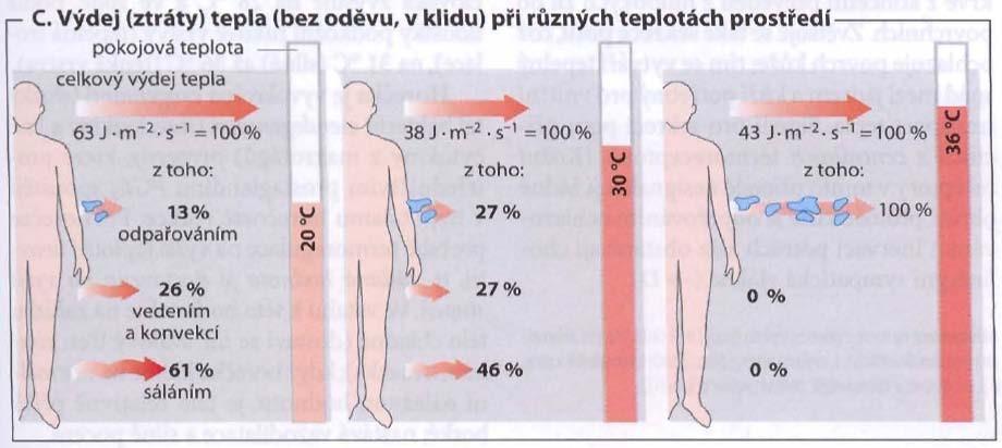 Obrázek č. 2: Výdej (ztráty) tepla (bez oděvu, v klidu) při různých teplotách prostředí [42] 3.1.