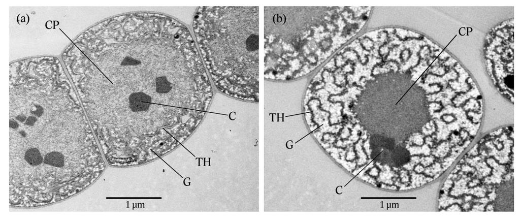 NOSTOC SP.