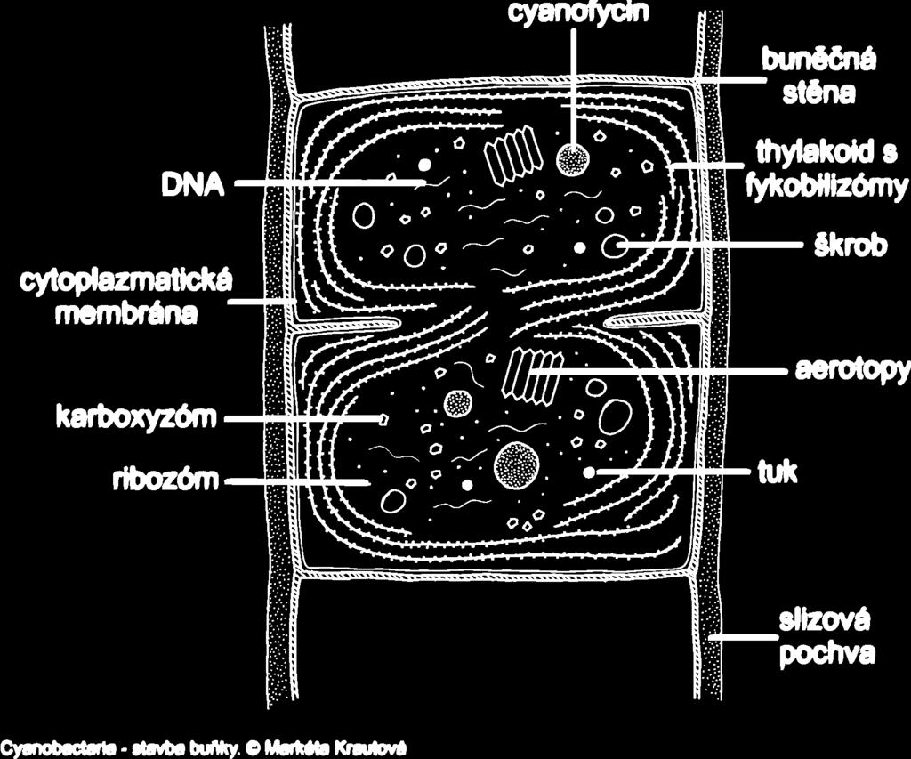 EUBACTERIA, CYANOPHYCEAE prokaryotické fototrofní