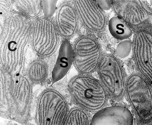 Electron micrograph showing cytoplasm with numerous chloroplasts (thylakoid) (C) and starch (S).