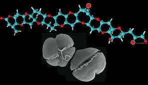 Neurotoxická otrava korýši (Neurotoxic shellfish poisoning