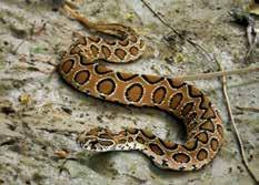 uštknutí řadou asisjských a afrických hadích druhů, jejichž jed je primárně neurotoxický.