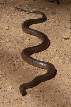 Nejčastěji dorůstá do délky 1 metru, ale obvykle bývají tito hadi mnohem menší. Žije v prakticky jakémkoliv biotopu, který se v této oblasti vyskytuje, t.j. v pampách, v nižších horách i v džungli.