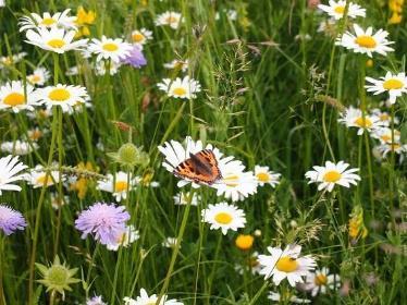 XII. lepidopterologická