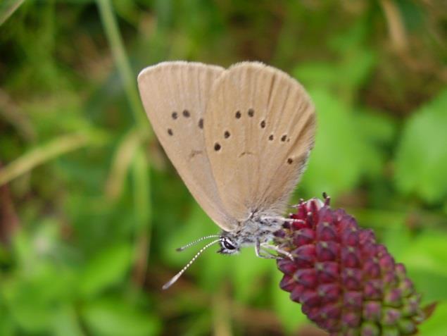 modrásek rozchodníkový (Scolitantides orion)