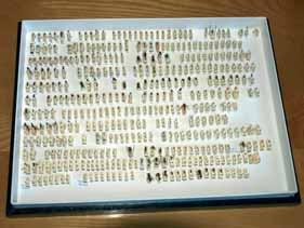 i vědecky cenný dokladový materiál shromážděný entomologem Jaroslavem Trakalem. Při terénní činnosti bylo získáno 200 herbářových položek rostlin a 100 exemplářů bezobratlých.