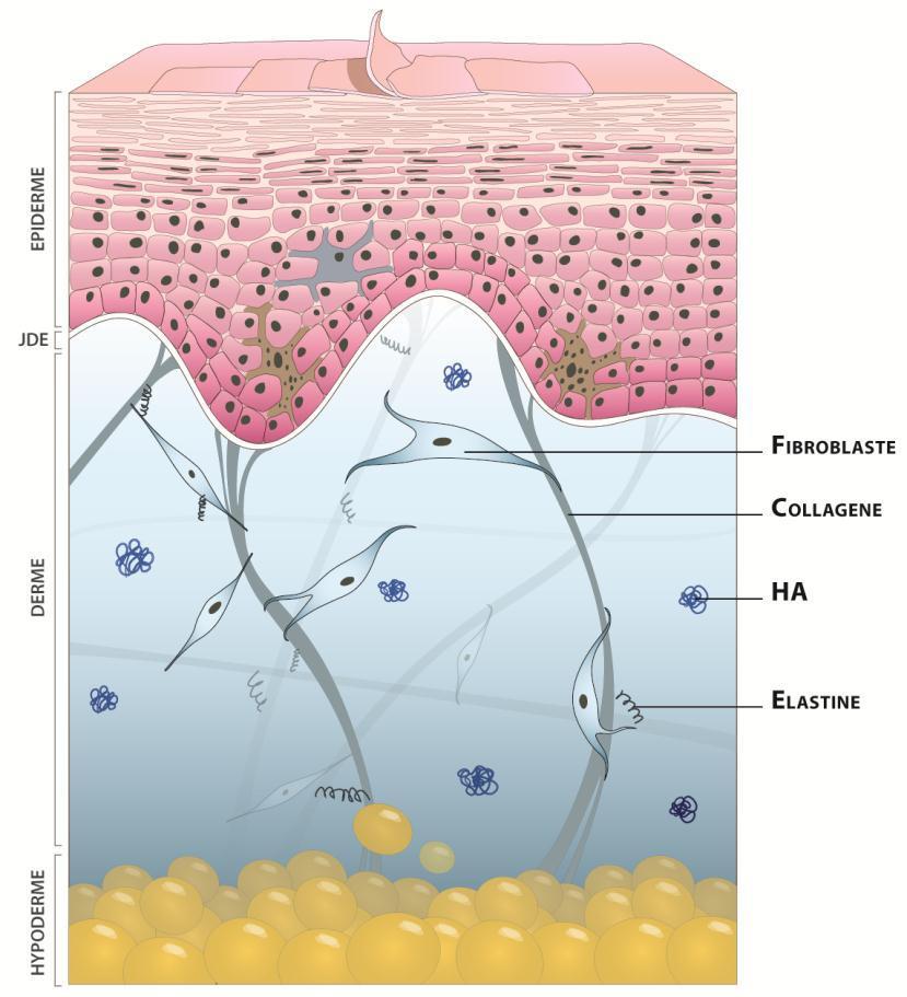 složením dermální kožní tkáně: - Kolagen poskytuje pokožce pevnost.