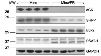 Proteomic analysis of Mino a Mino/FR cells 312 diferentially expressed proteins forward a reverse SILAC correlation