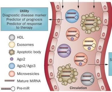 MicroRNA (mirna) single stranded RNAs regulators of gene expression disease