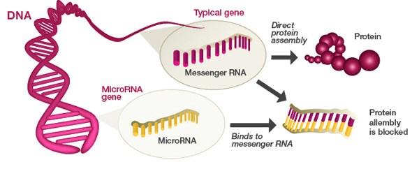 microvesicles easily accessible, easy detection connected to pathological