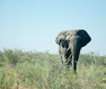 Nejvíce se Tadeášovi líbilo v Angole, Kongu a Gabonu. Jeho velké přání potkat slona ve volné přírodě se mu poštěstilo téměř na konci své cesty, v národním parku Etosha v Namíbii.