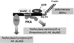 5.3. Signalizace camp v buněčné migraci 5.3.1. Role PKA v buněčné adhezi a migraci V dosud publikovaných pracích byl dokázán inhibiční i aktivační vliv PKA na migraci.
