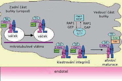 Obr. 8: Model úlohy malé GTPázy Rap1 v uspořádávání a aktivaci integrinů během polarizace leukocytů. Vazba chemokinu na příslušný receptor aktivuje malou GTPázu Rap1.