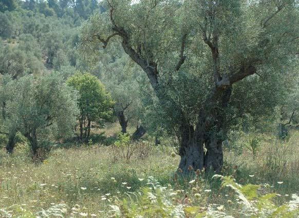 odvětví oliv v