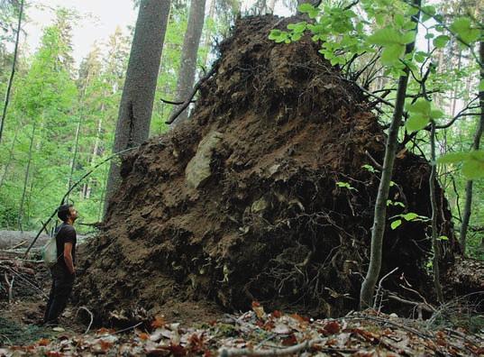 o biogeomorfologických procesech, je - jichž podstata je totožná v temperátních i tropických pralesích stejně jako v našich zahradách. Např.