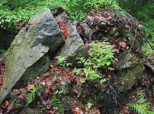 Stromy neovlivňují pohyb půdy a regolitu (fyzikálně rozpadlé horniny, která ještě není půdou) jen na svazích, ale i na rovině, a to horizontálními přesuny hmoty a mísením půdy; na půdu působí během