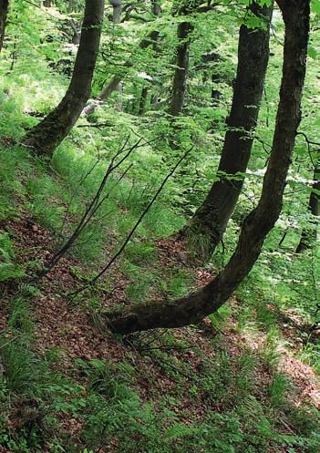 Národní přírodní rezervace Razula, Beskydy 7 Vývrat stromu s kameny vytrženými z podloží. NPR Praděd 8 Mohutný smrk v Boubínském pralese při orkánu Herwart 29.