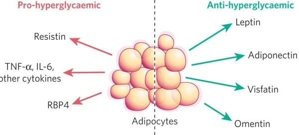 ADIPOKINY 1. HORMONŮM PODOBNÉ PROTEINY (např. leptin, adiponektin nebo omentin) 2. ZÁNĚTLIVÉ CYTOKINY (např. TNF-α, IL-1 atd.