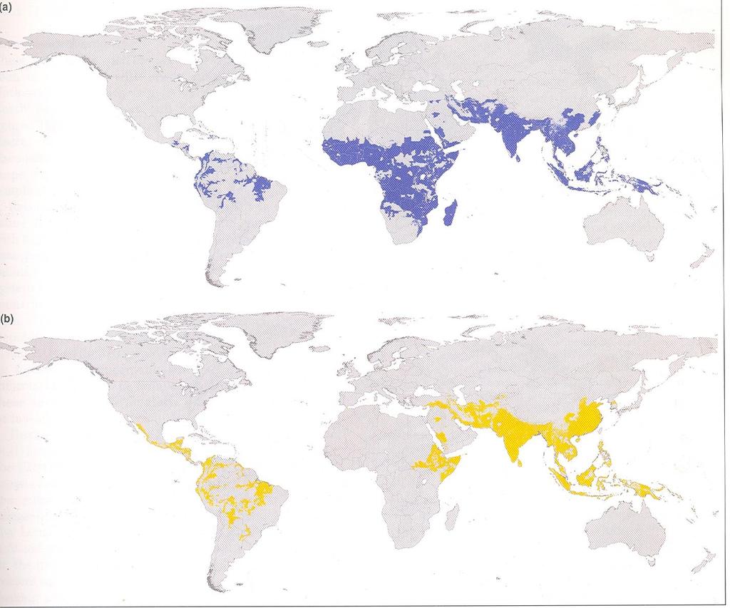 Plasmodium falciparum,