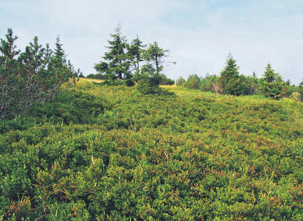 Obr. 166. Festuco supinae-vaccinietum myrtilli. Subalpínská keříčková vegetace s borůvkou (Vaccinium myrtillus) u lesní hranice na hřebeni Krkonoše v Krkonoších. (M. Chytrý 2005.) Fig. 166. Subalpine dwarf-shrub vegetation with Vaccinium myrtillus near the alpine timberline on Krkonoš ridge in the Krkonoše Mountains.