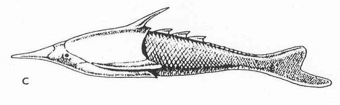 Hlavoštítí Osteostraci (Cephalaspides) dorzoventrálně zploštělí, štít, heterocerkní ocasní ploutev, hlavový