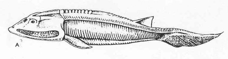 přívěscích (rozpad), párové nosní jamky?, šupiny s dentinem Pteraspis (C), Anglaspis Arandaspida, Gondwanská (J.