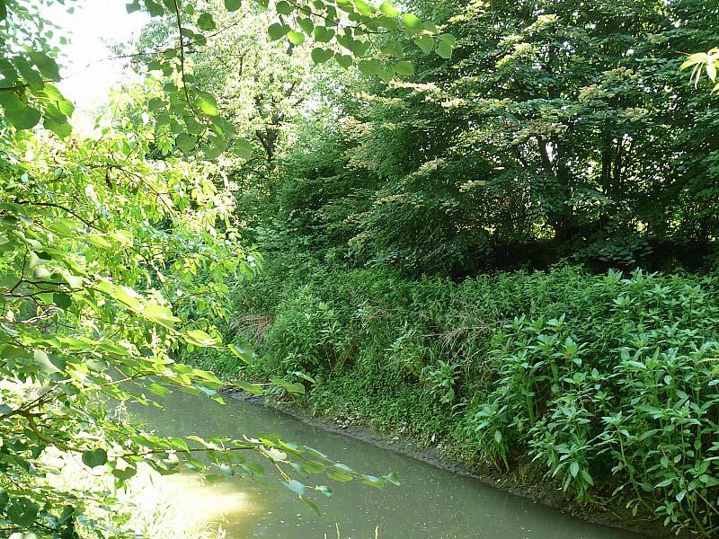 (Tilia cordata), olše lepkavé (Alnus glutinosa) ve vlhčí variantě a habrem obecným (Carpinus betulus) případně javorem babykou (Acer campestre) v sušší variantě. Jilmy (Ulmus minor, U.