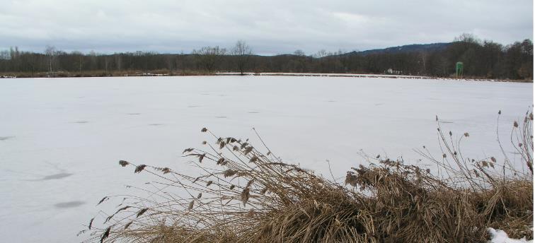 Pořízená