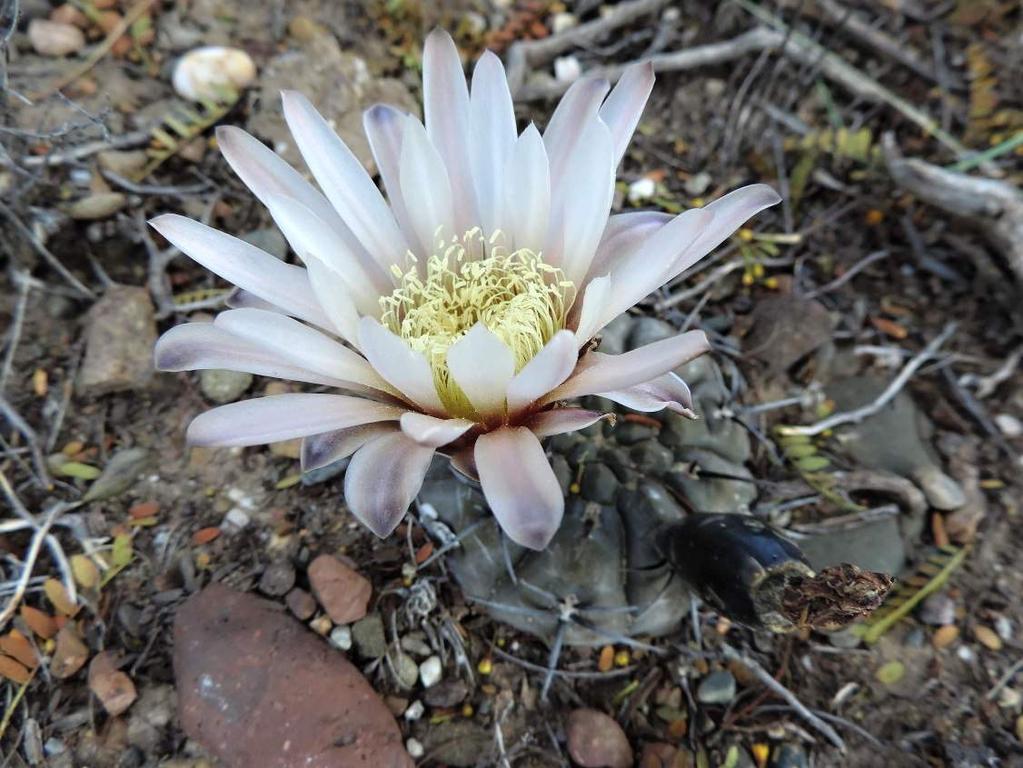 Gymnocalycium striglianum f. herminae, za TUNUYÁN, 881 m, KL15-A080 Středa 25. 11. 2015 Vstáváme v 7.15 hodin, je relativně teplo bez větru. Dnes kafíčko po ránu nebude, došla plynová bomba.