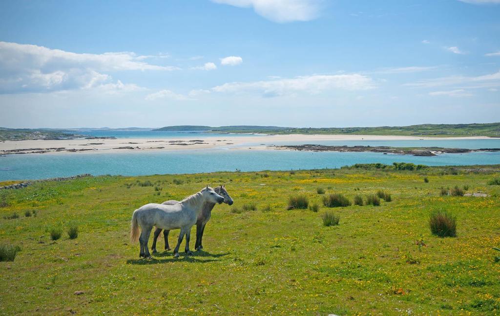 Connemara ponny Je to