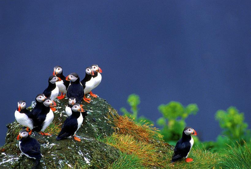 Puffins