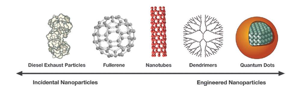 Toxické účinky nanočástic (ENP) Stern et McNeil, Toxicol. Sci.