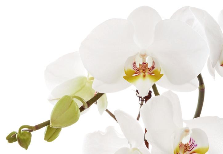 PREMIUM LINE PREMIUM Orchid 6092 00 Crystal Necklace W: 39 mm, H: 25 mm, L: 40+7 cm W: 1.5", H: 1.0", L: 15.7+2.8" Weight (Ag): 6.