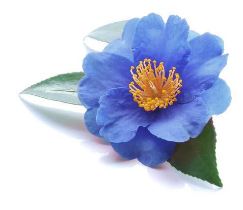 Camellia MOTIV: STYLIZACE KVĚTINY 6106 68/ Modrá Přívěsek