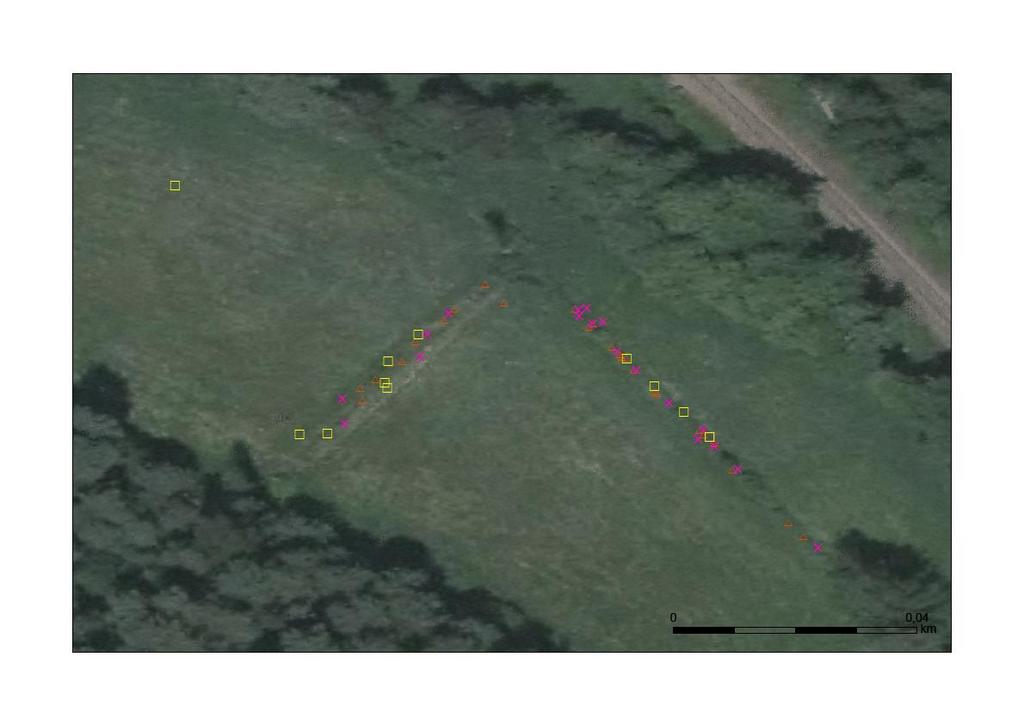 Obr. 13: Výskyt Lipars loeselii na lokalitě NPP Jestřebské slatiny Louky pod Konvalinkovým vrchem v letech 2014 2016; 2014 žlutý čtverec, 2015 růžový křížek, 2016 červený trojúhelník.