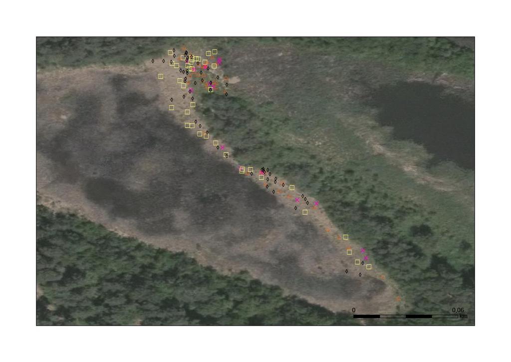 Obr. 15: Výskyt Lipars loeselii na lokalitě NPP Swamp Kosa v letech 2014
