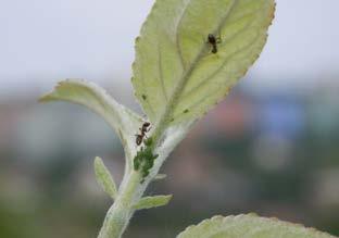 Ošetření provádíme ve fázi červených očí. Rostlinný insekticid proti mšicím.