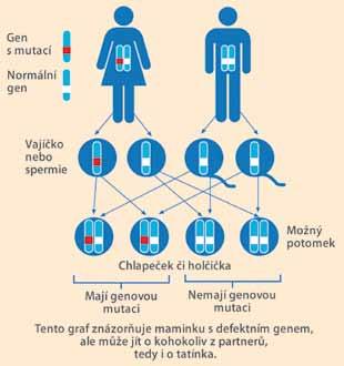 V některých populačních skupinách může být častější, například u aškenázských Židů nese mutaci genu BRCA1 nebo BRCA2 každý 40. člověk. Co pro mě dědičná dispozice znamená?