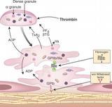 HEMATOLOGIE A