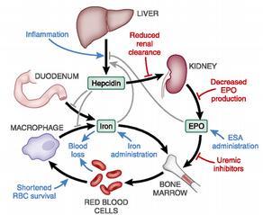 ANEMIE CHRONICKÝCH LEDVINNÝCH CHOROB incidence 10-70% (dle pokročilost CHRI) klíčová produkce EPO defcit Fe proinfamatorní cytokiny metabolická dysfunkce