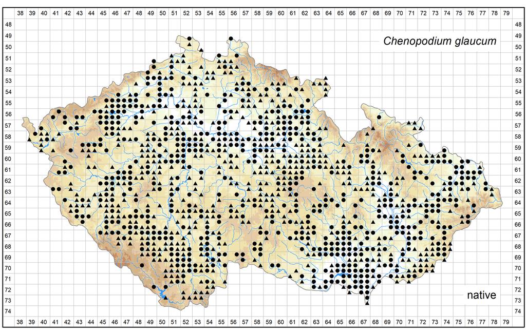 Distribution of Chenopodium glaucum in the Czech Republic Author of the map: Kateřina Šumberová, Pavel Dřevojan Map produced on: 12-06-2018 Database records used for producing the distribution map of