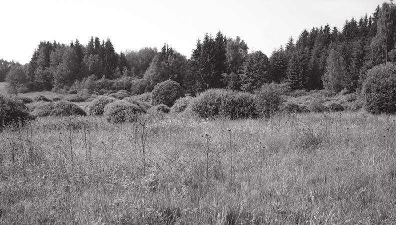 Proč středověk, nivy, archeobotanika a geochemie 1 Obr. 6. Zrašeliněná louka v pramenné oblasti Hraničního potoka u Čejkova ve výšce okolo 650 m. Foto P. Hrubý 2011, archiv ARCHAIA Brno. Fig. 6. Peaty meadow in the source area of the Hraniční Stream near Čejkov in a height of around 650 m.