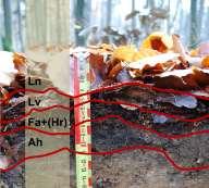 nadložní humus utváří charakteristický sled horizontů, ve kterých se organická hmota vrství, ale také přeměňuje vlivem biologické