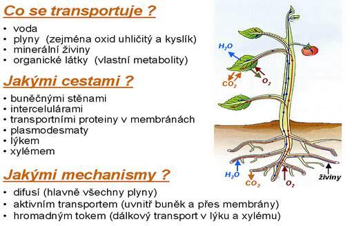 Učební text k přednášce Bi4060 na přírodovědecké fakultě MU v Brně. Určeno pouze ke studijním účelům. Autor textu Jan Gloser. 1.