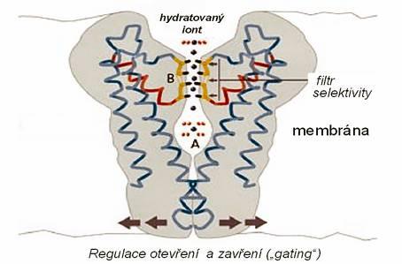 A. Selektivní kanály jsou integrální (transmembránové) proteiny s možností měnit svoje prostorové uspořádání.