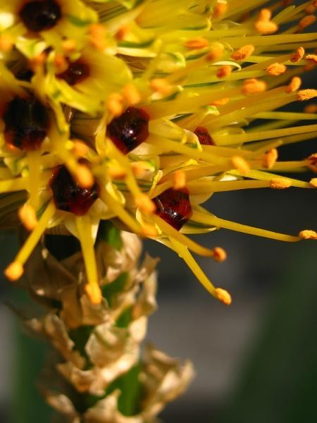 Aloe sessiliflora Také letos připravil Spolek pěstitelů kaktusů a sukulentů, založený v Praze roku 1922, pro svou tradiční výstavu zajímavý program.