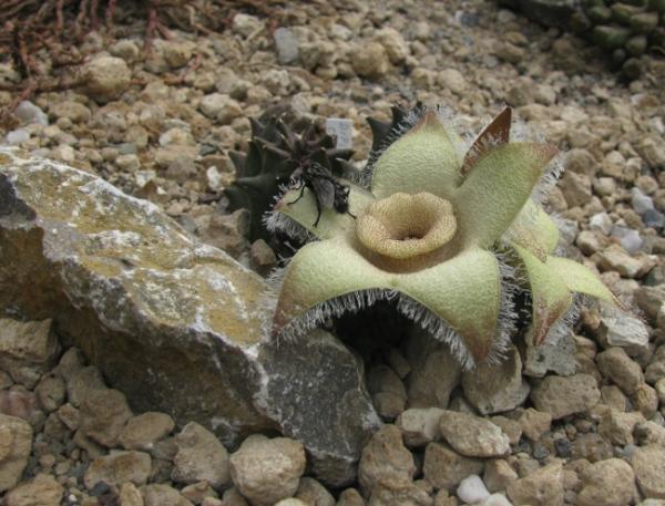 Orbea ciliata Zároveň s výstavou budou moci návštěvníci zhlédnout trvalé nedávno kompletně zrekonstruované expozice kaktusů a sukulentů botanické zahrady.