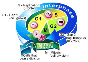 Figure 1.3: Phases of cell cycle (art by Jane Wang). The main components of the cell cycle orchestration are cyclin-dependent kinases (Cdks).